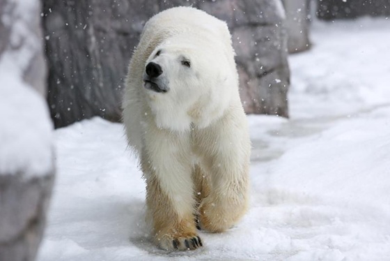 旭山動物園北極熊